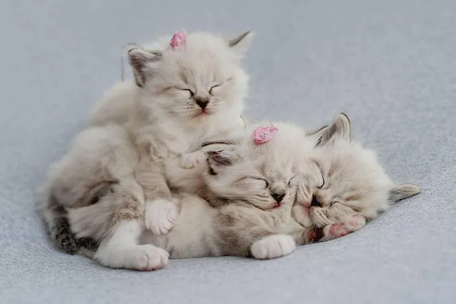 Ragdoll Kittens for Sale in Minnesota: Breeders List 2026