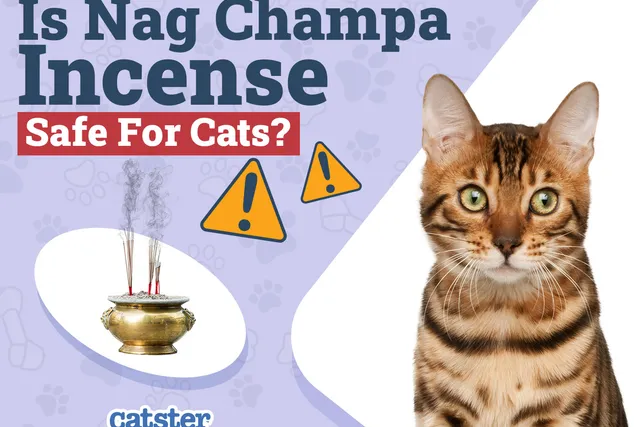Is Nag Champa Incense Safe for Cats? Vet Approved Facts & Safety Guide
