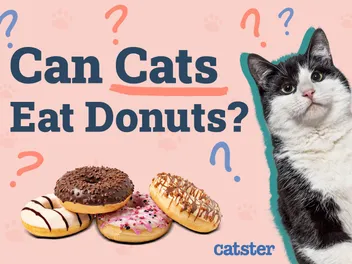 Can Cats Eat Donuts? Vet-Reviewed Nutritional Facts & FAQ