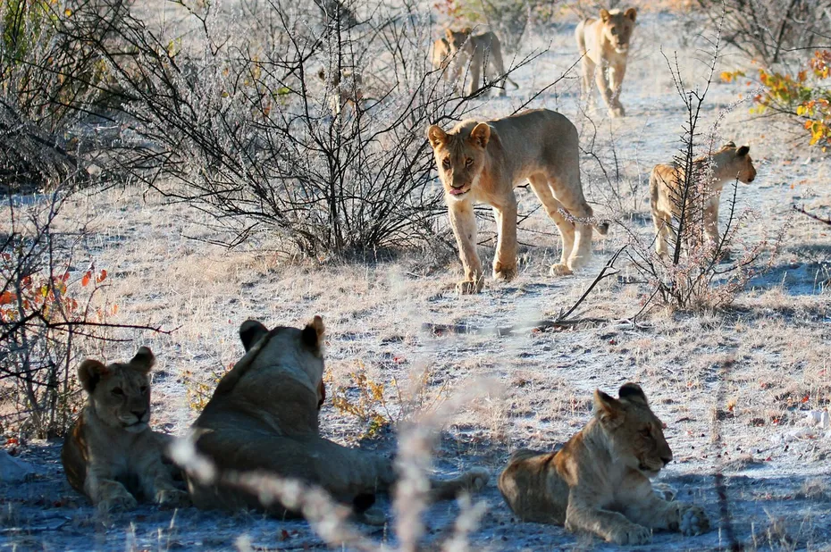 pride of lions