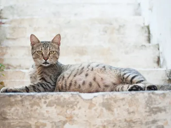 How Soon Can a Cat Get Pregnant After Giving Birth? Vet-Reviewed Facts & FAQ