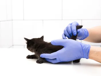 Why Is My Cat's Butt Bleeding? Our Vet Explains Causes & Treatments