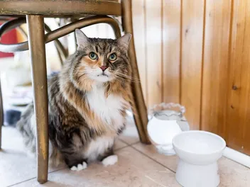 9 DIY Raised Cat Bowls You Can Make at Home (With Pictures)