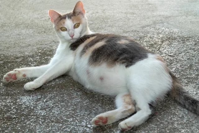 How Long Can a Cat Be in Labor? Vet-Approved Feline Birth Facts