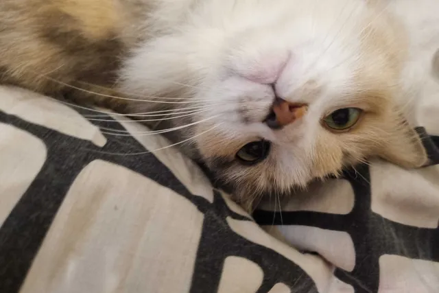 A Bittersweet Farewell: Crystal & Ivy Say Goodbye