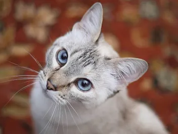 How to Keep Your Cat’s Eyes Healthy: Vet-Approved Guide