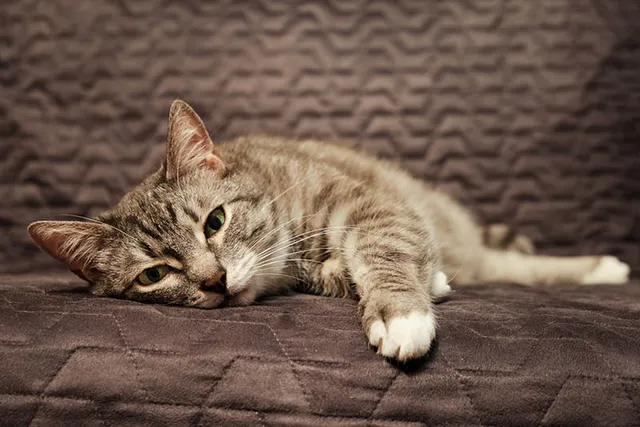 Can Stress Cause Seizures in Cats? Vet Reviewed Facts & FAQ