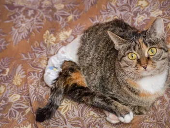 Cat Spinal Injury: Signs, Causes & Treatments (Vet Answer)