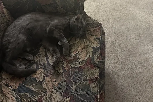 Strange Places That Cats Hide: Olga’s Preferred Spots