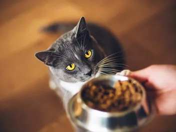 How to Put a Cat on a Diet: How, Why & 4 Vet-Approved Steps to Follow