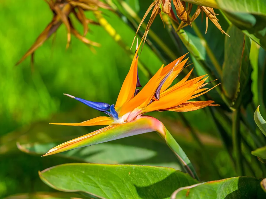 close up birds of paradise plant