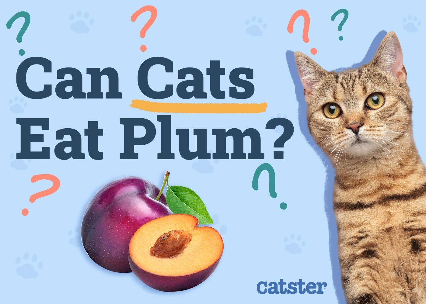 Can Cats Eat Plums