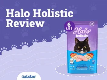 Halo Cat Food Review of 2026: Recalls, Pros & Cons