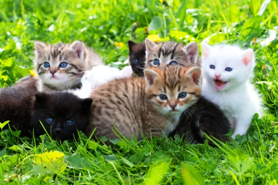 Group of little kittens in the grass