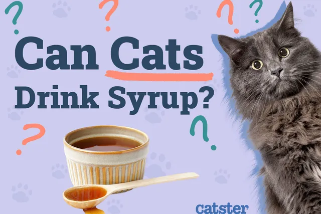 Can Cats Drink Syrup? Vet-Reviewed Health Precautions & Risks