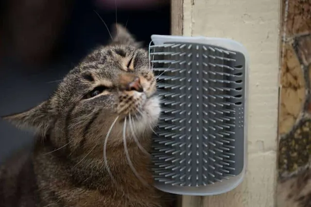 10 Cat Inventions That You Might Not Know Exist: Must-Have Gadgets For Your Pet