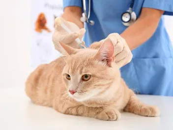 12 Common Cat Vaccine Side Effects And How To Avoid Them (Vet Answer)