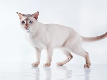 Tonkinese Cat Breed: Info, Pictures, Temperament & More