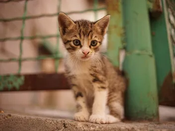 How to Catch a Stray Kitten: 5 Proven Methods (Vet-Verified)