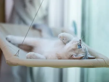 9 Best Elevated Cat Beds in 2026 - Reviews & Top Picks