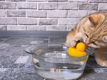 Why Do Cats Put Toys in Their Food Bowl? Behavior Explained