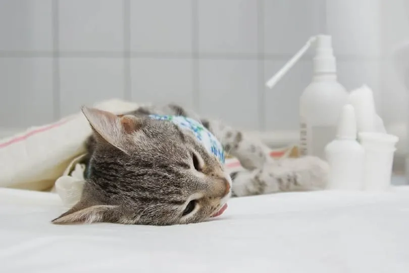 cat after spaying