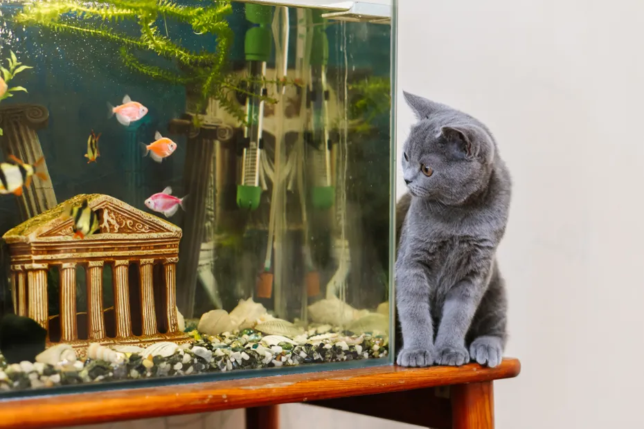 cat sitting near the fish aquarium
