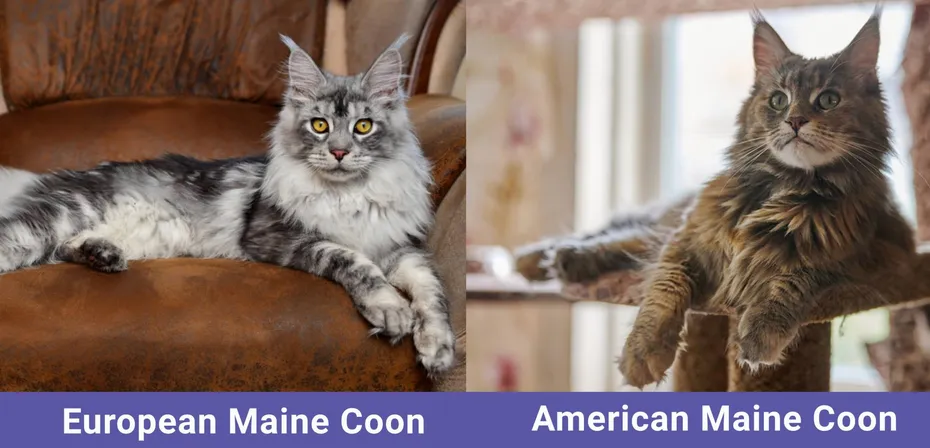 side by side European Maine Coon VS American Maine Coon