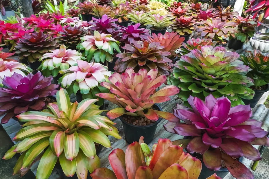 Bromeliad