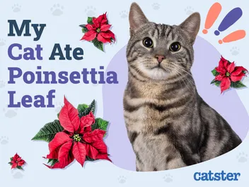My Cat Ate a Poinsettia Leaf, Here’s What to Do (Vet Answer)