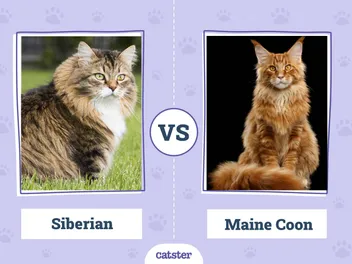Siberian Cat vs. Maine Coon: What’s the Difference? (With Pictures)