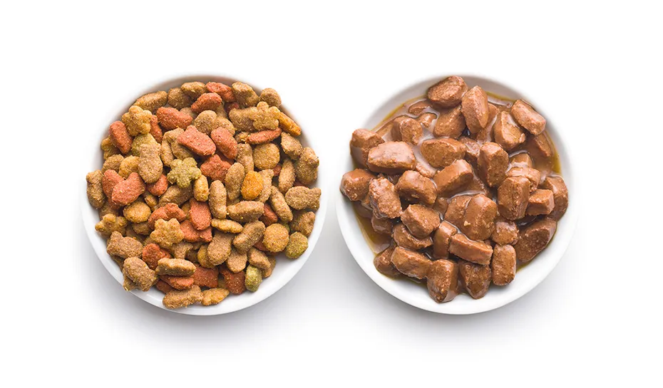 dry and wet food side by side
