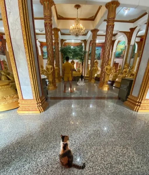 And sometimes cats sneak into the temples themselves in Thailand; no one seems to mind, and the cats freely wander, observing.