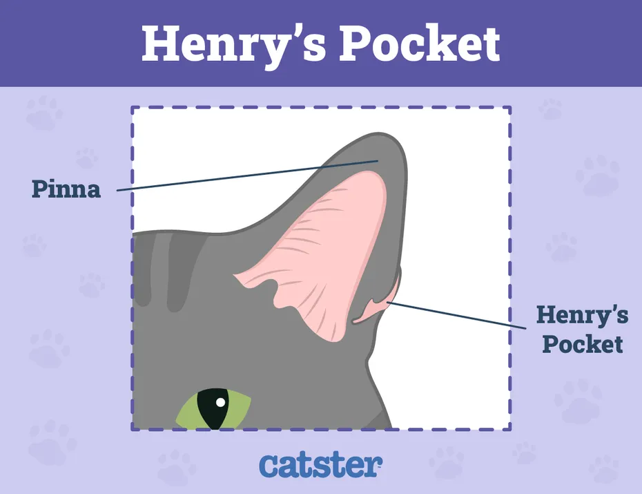 Catster_Henry's Pockets_Infographic_v1-3_Jun 3 2024