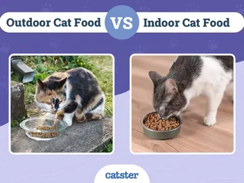 Indoor vs. Outdoor Cat Food: Vet-Reviewed Nutritional Differences