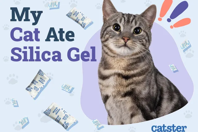 My Cat Ate Silica Gel! Here’s What to Do (Vet Answer)