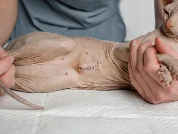 My Cat’s Spay Incision Slightly Opened: Should I Worry? Vet-Verified Facts & FAQ