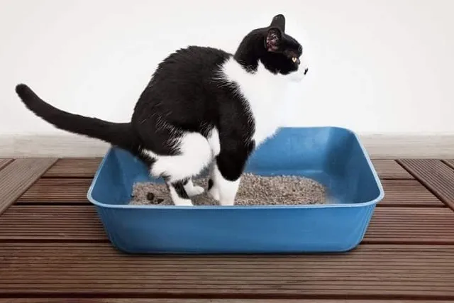 Do Cats Like Privacy When They Poop? Vet-Reviewed Feline Preferences