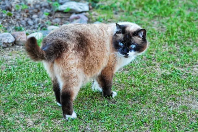 How Much Do Snowshoe Cats Shed? Our Vet Answers & Provides Tips