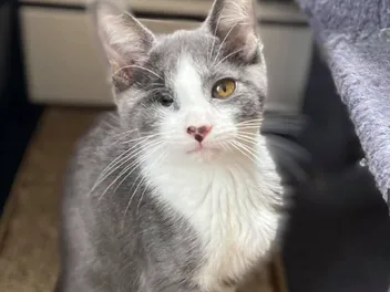 Heroes of the Pet World: The Odd Cat Sanctuary