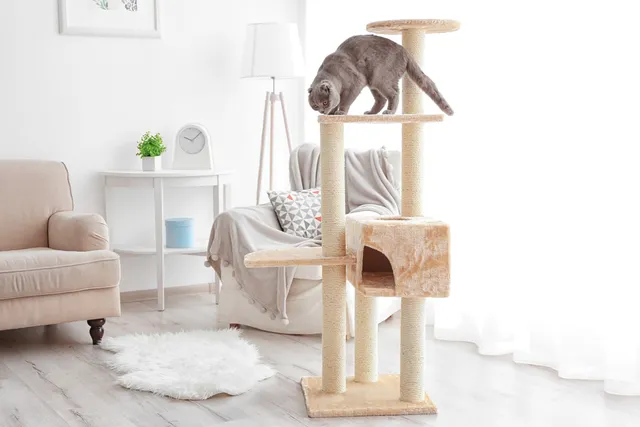 Cat Utopia: How To Design The Perfect Place For Your Feline