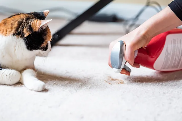How to Get Cat Vomit Out of Carpet: Essential Tips & Tricks