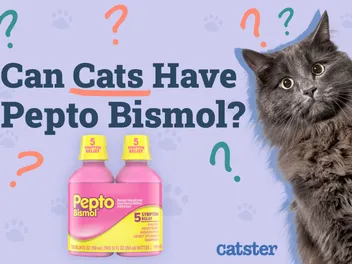 Can Cats Have Pepto Bismol? Vet-Approved Safety Tips & FAQ Explained