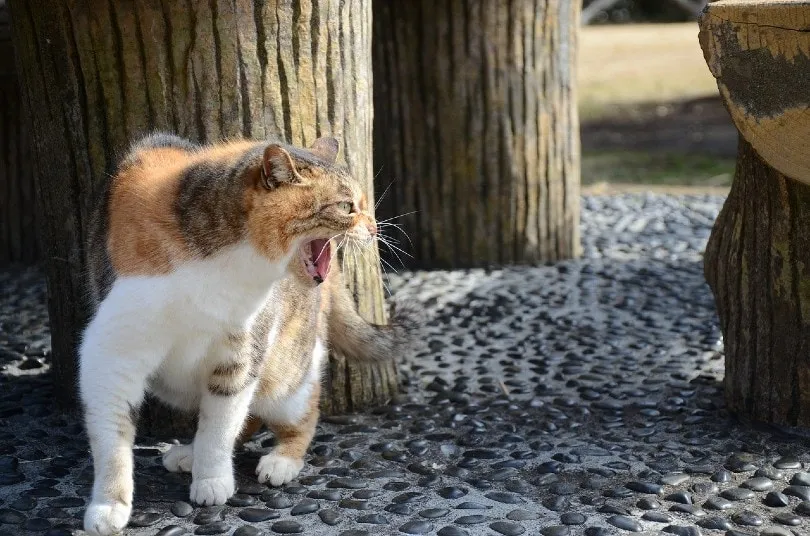 angry cat