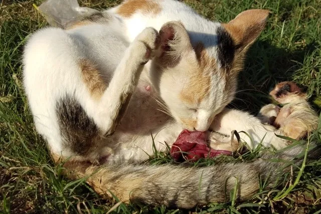 Why Do Cats Sometimes Eat Their Placenta? Vet Approved Facts & FAQ