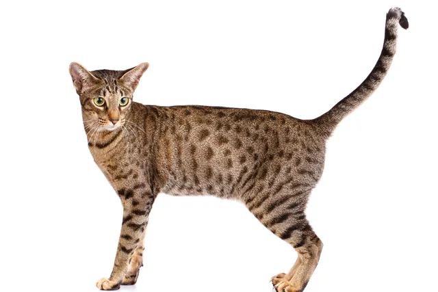 Ocicat Cat Breed: Info, Pictures, Temperament & Traits
