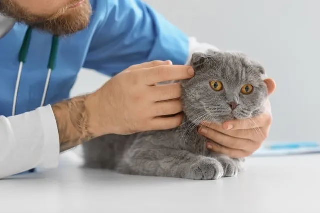 What Are Normal Vital Signs for Cats? Vet-Approved Tips & FAQ