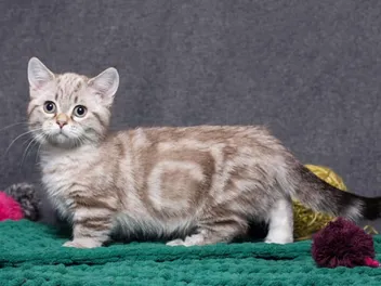 200+ Adorable Munchkin Cat Names: Unique Ideas for Your Kitty