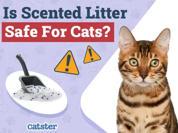 Is Scented Litter Safe for Cats? Vet-Reviewed Facts & FAQ
