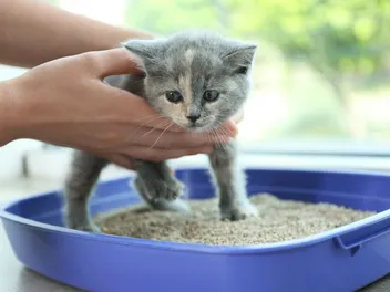How to Train Your Kitten to Use the Litter Box: 7 Vet-Approved Tips